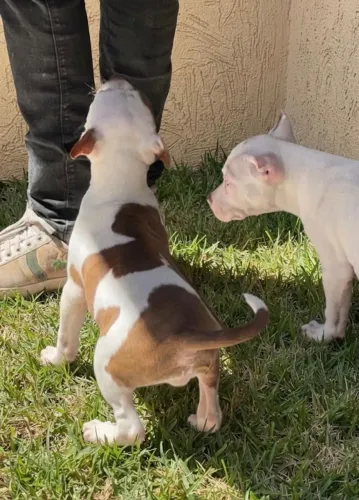 PITBULL FILHOTES TOP-VACINADOS DIVIDO NO CARTÃO 