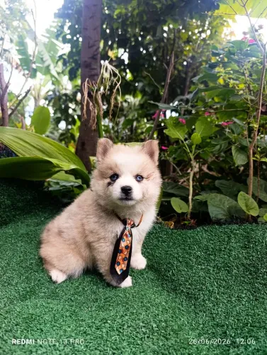 Pomsky ( mini husky)