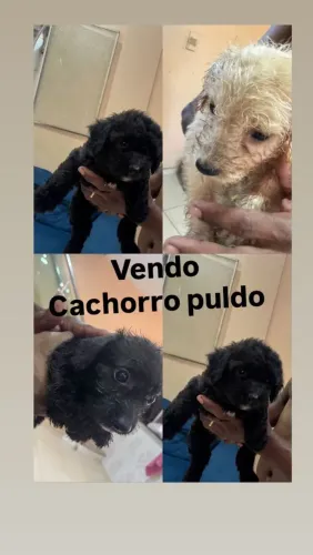 Puldo cachorro