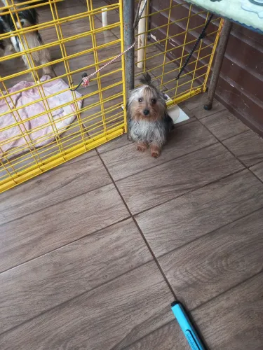 Cachorro