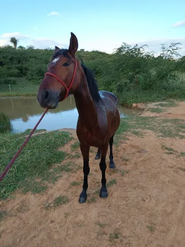VENDO 