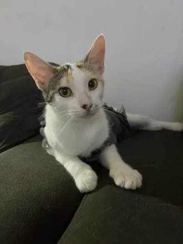 Gatinha para adoção