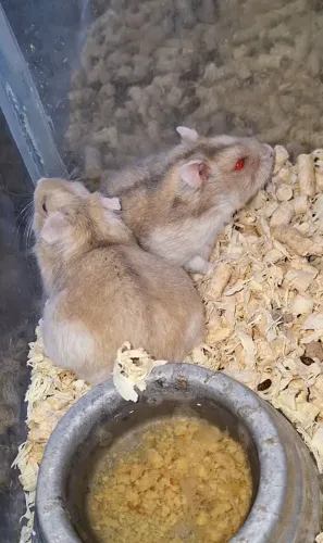 Hamsters Anão Russo diversas cores
