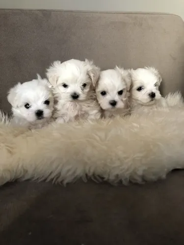 Bebês com charme? Maltês fêmea Micro