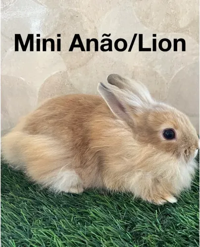 Mini coelhos 