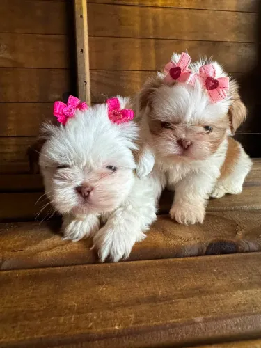Shih tzu