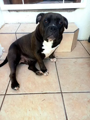 Doa se  American bully fêmea 