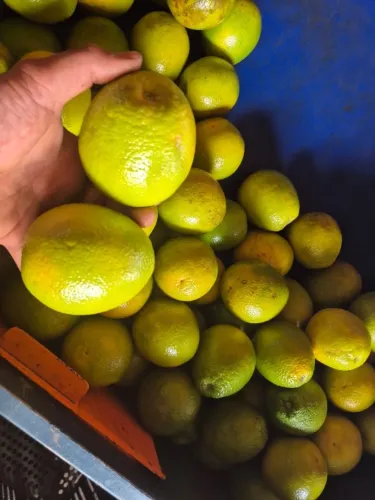 Laranja pera rio a venda ?