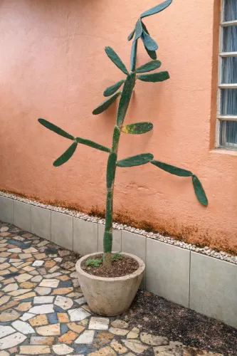 Cactos Natural Grande 