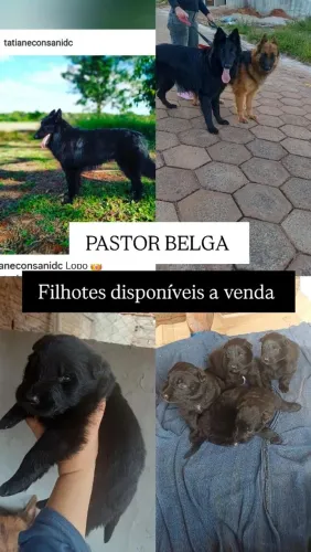 Filhotes de Pastor Belga