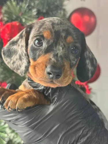 dachshund preto com prata arlequim