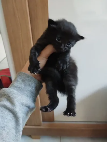 Gato filhote