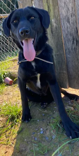 Doação de cachorro ,resgatado.