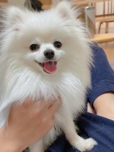 Lulu da Pomerânia (Spitz Alemão) - Fêmea Branca com Pedigree CBKC
