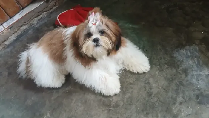 Procura se macho de Shitzu para cruzamento!!