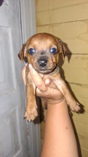 Filhote macho pinscher