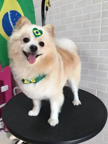 Filhotes de lulu da pomerãna(Spitz alemão)