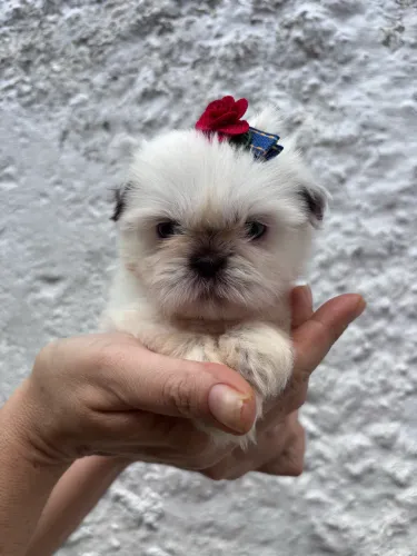 Filhotes de Shih Tzu