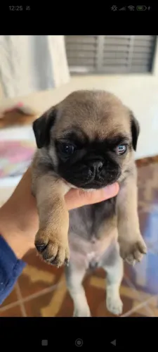 Cachorro de raça