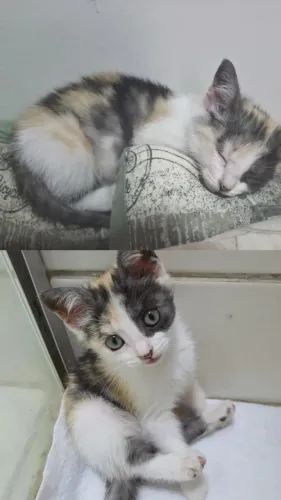 Gatinha Fêmea Adoção