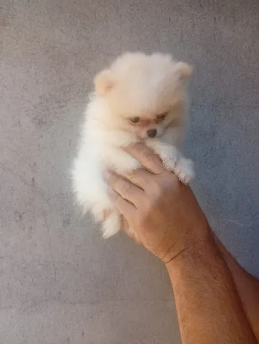 Spitz Alemão Pelagem Linda
