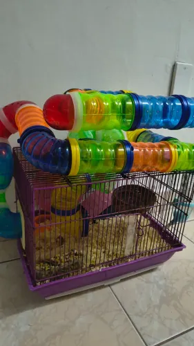 Gaiola com Hamster anão 