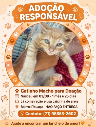 Gatos