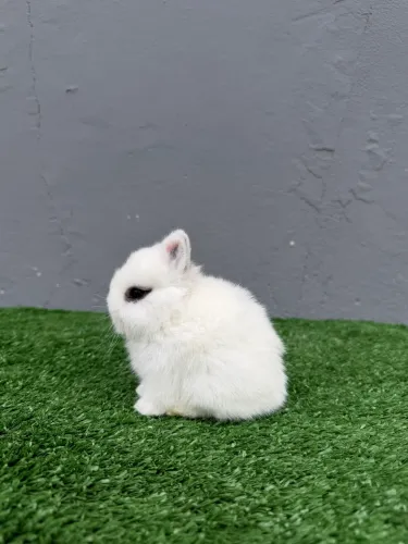 Coelho anão de netherland dwarf 