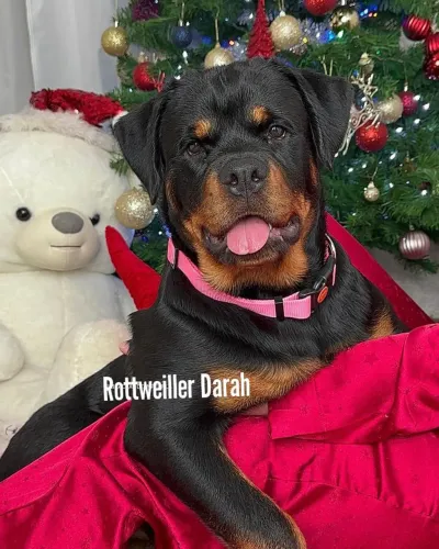 Rottweiler adulto cabeça de touro fêmea