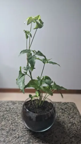 Vaso com singônio