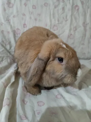 Coelha arlequim mini lop olho azul