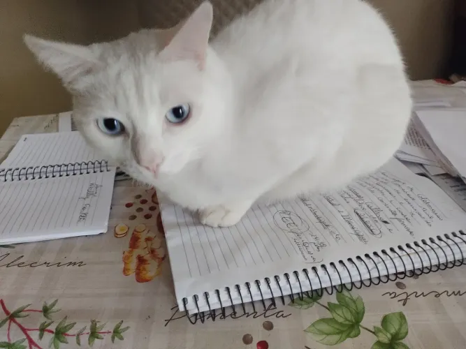 Doa-se gato