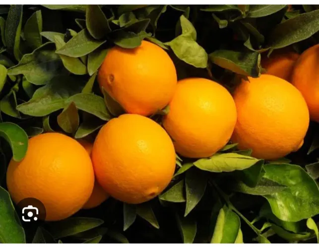 Laranja Bahia
