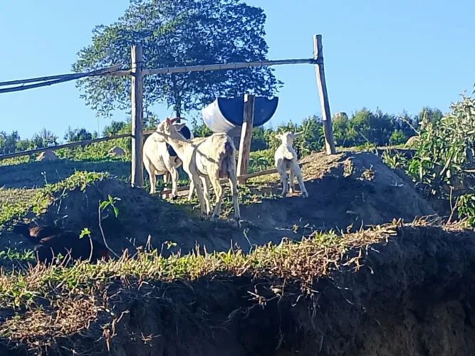 cabra parida de macho