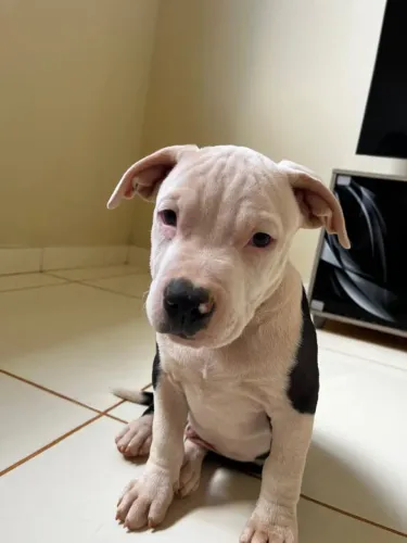 American Bully, 3 meses já vacinado