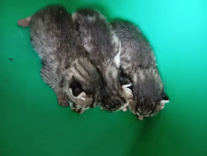 Gatinhos para doação 