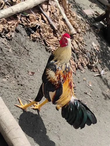 Frango