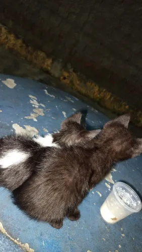 Doação de gatas 