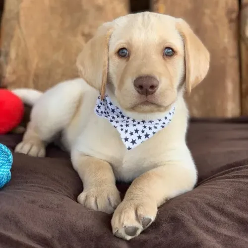 Labrador alegre