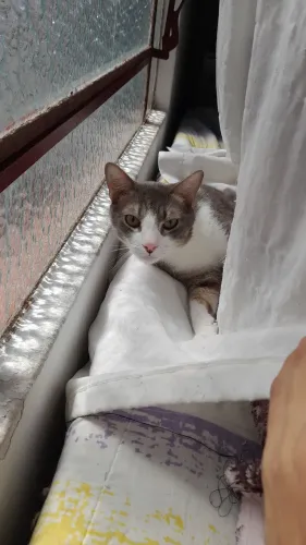 Gatinho macho castrado para adoção responsável 