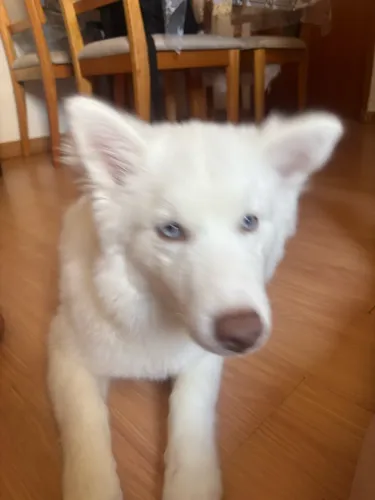 Husky siberiano