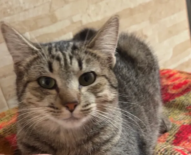 Gatinha linda e dócil para adoção responsável 