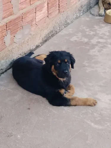 Vendo uma rottweiler fêmea