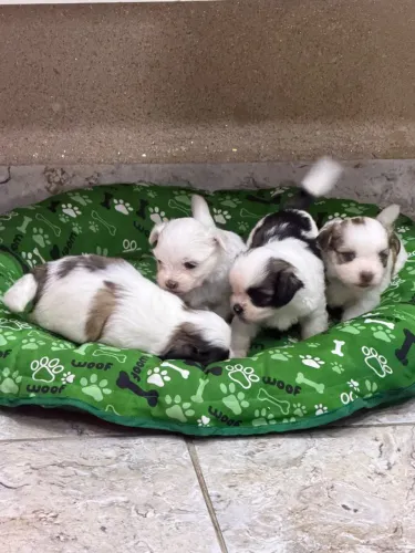 Lhasa Apso