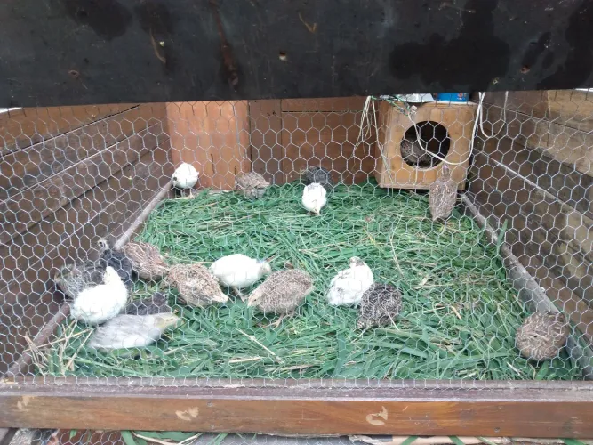 Vendo Codornas Gigante Mistas
