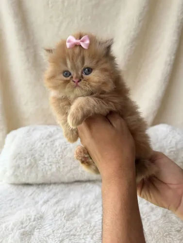 Vendo Linda Filhotinha de Gato Persa (Dourada)