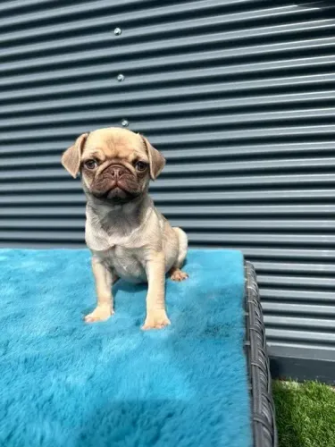 Pug preto/abricot, 7 clinicas e oferecemos suporte veterinário exclusivo em todo Brasil!