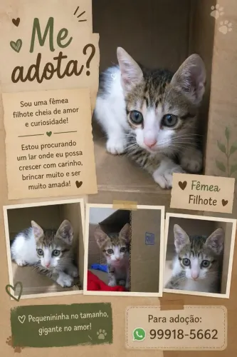 Gatinhos para doação 
