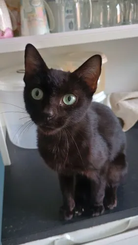 Gato para doação