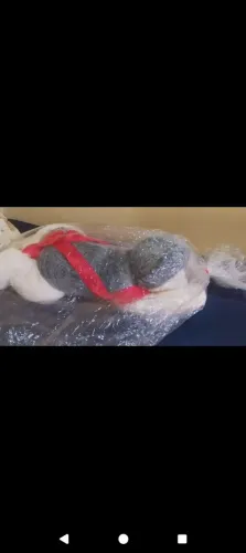 Vendo Urso de Pelúcia 